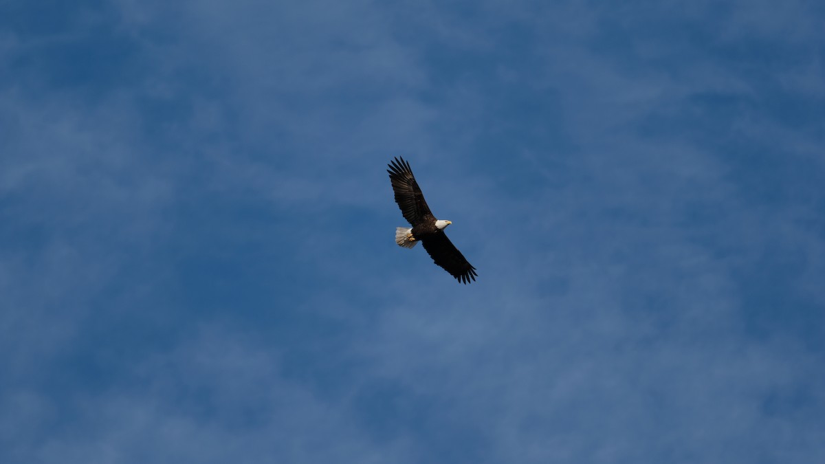 Белоголовый орлан - ML647296854