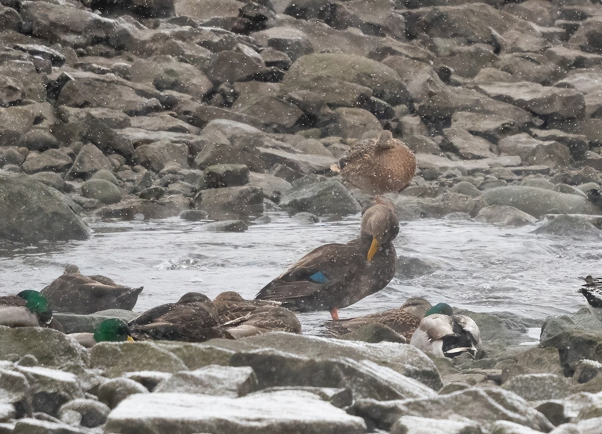 Американская кряква - ML647296857