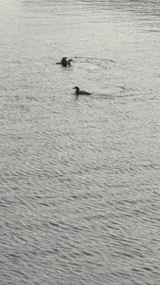 Common Loon - ML647296861