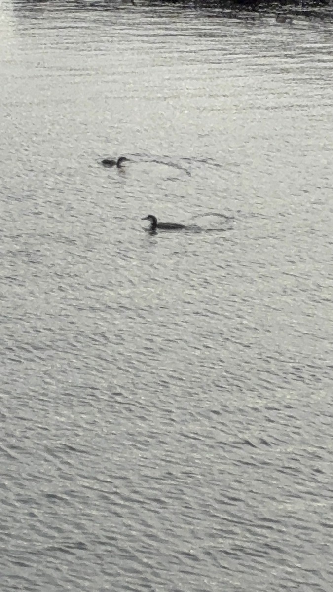 Common Loon - ML647296862