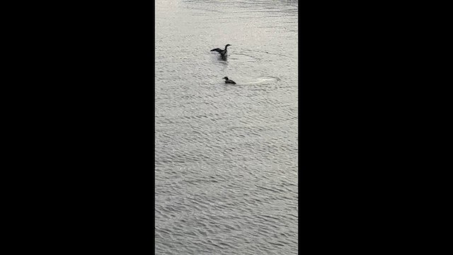 Colimbo Grande - ML647296863