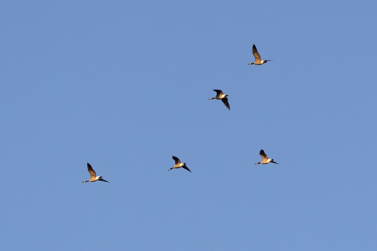 カナダガン - ML647296870