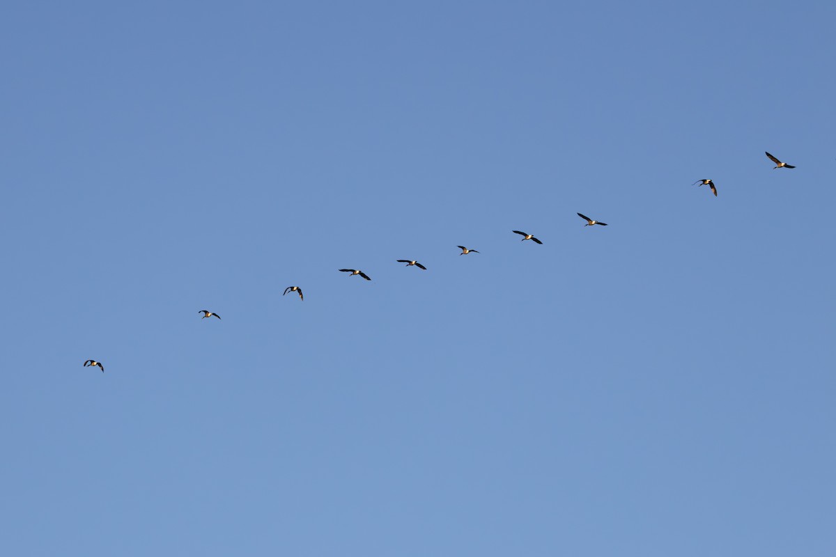 カナダガン - ML647296871