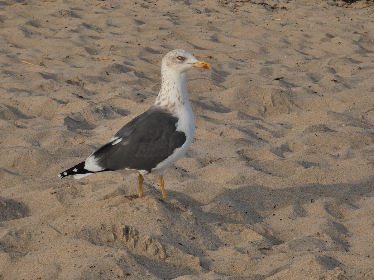 ニシセグロカモメ - ML647296873