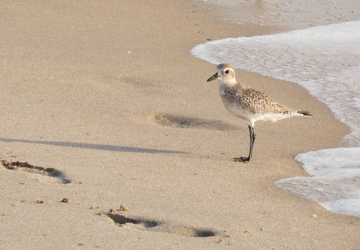 ダイゼン - ML647296895