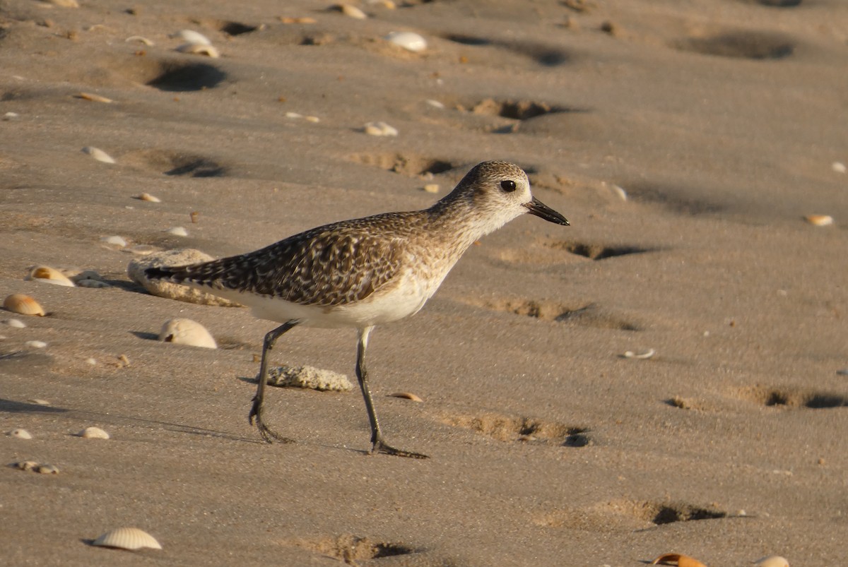 ダイゼン - ML647296896