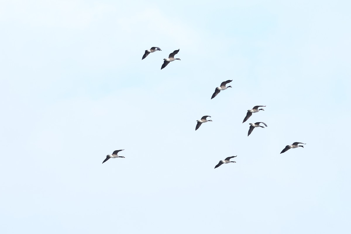 カナダガン - ML647296900