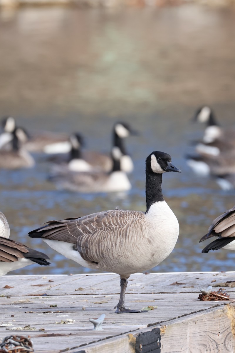 カナダガン - ML647296901