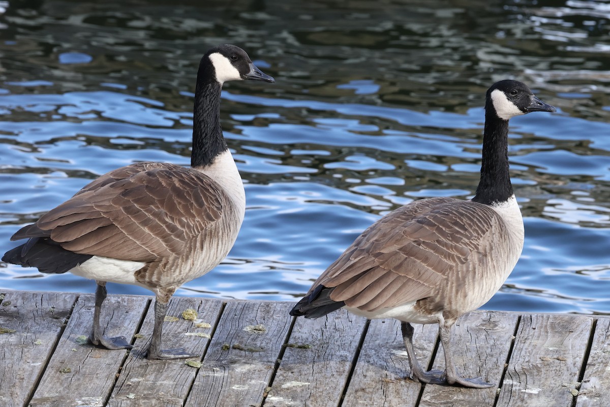 カナダガン - ML647296902