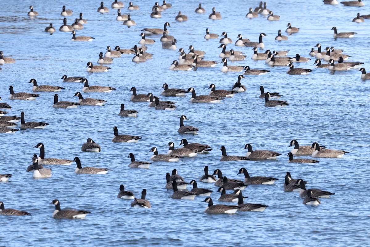 カナダガン - ML647296905