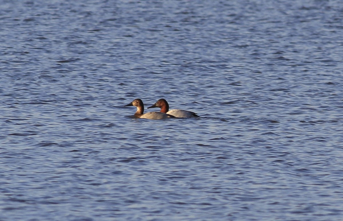 Canvasback - ML647296937