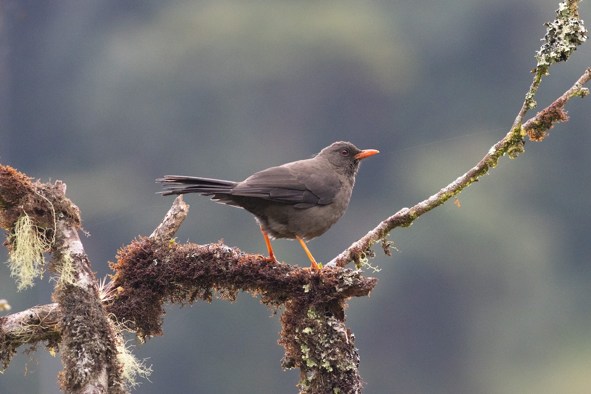 Great Thrush - ML647296943