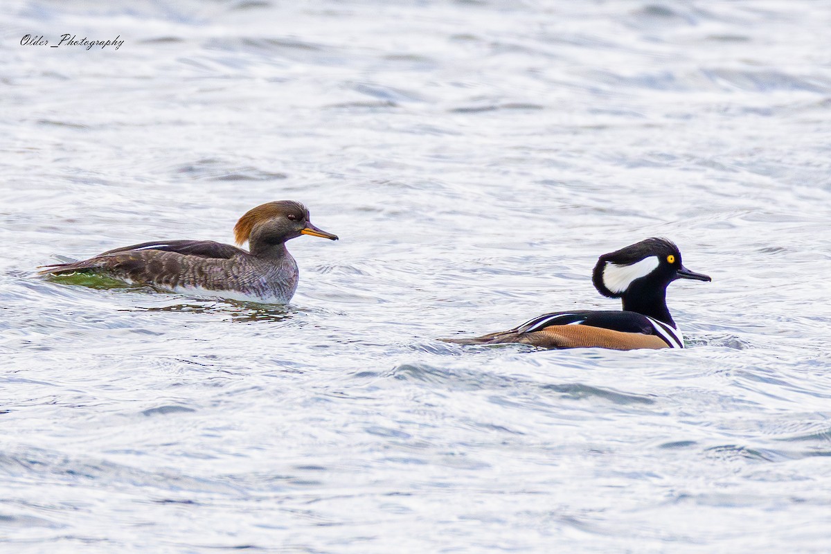 morčák chocholatý - ML647296958