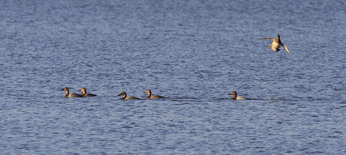 Canvasback - ML647296978