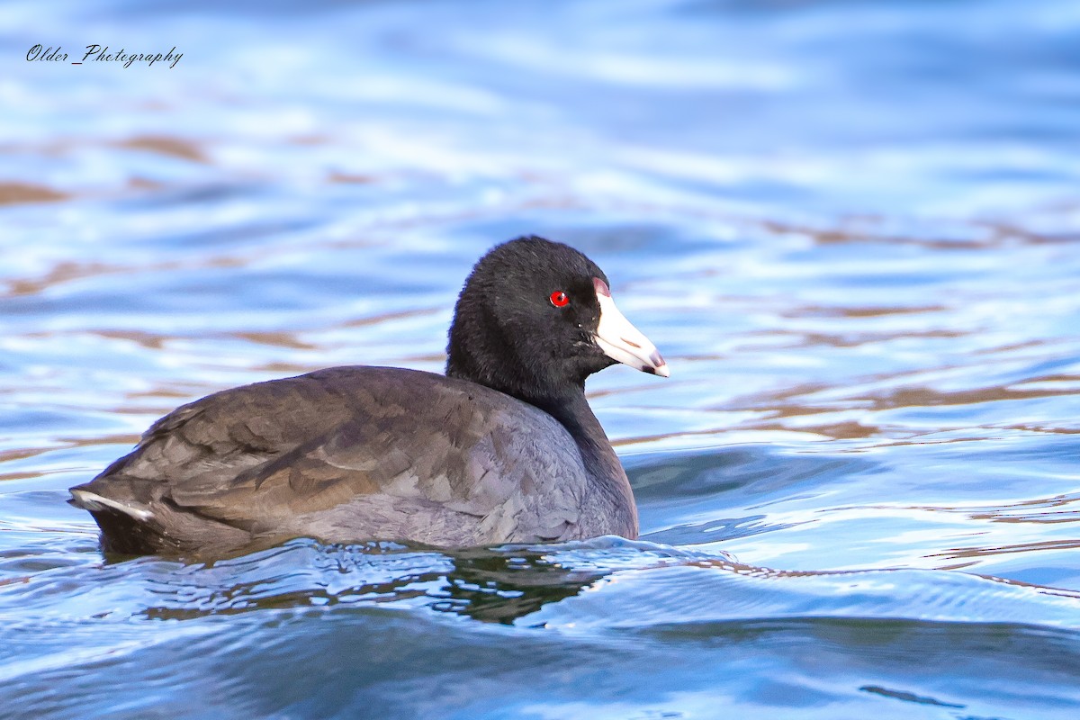 lyska americká - ML647296986