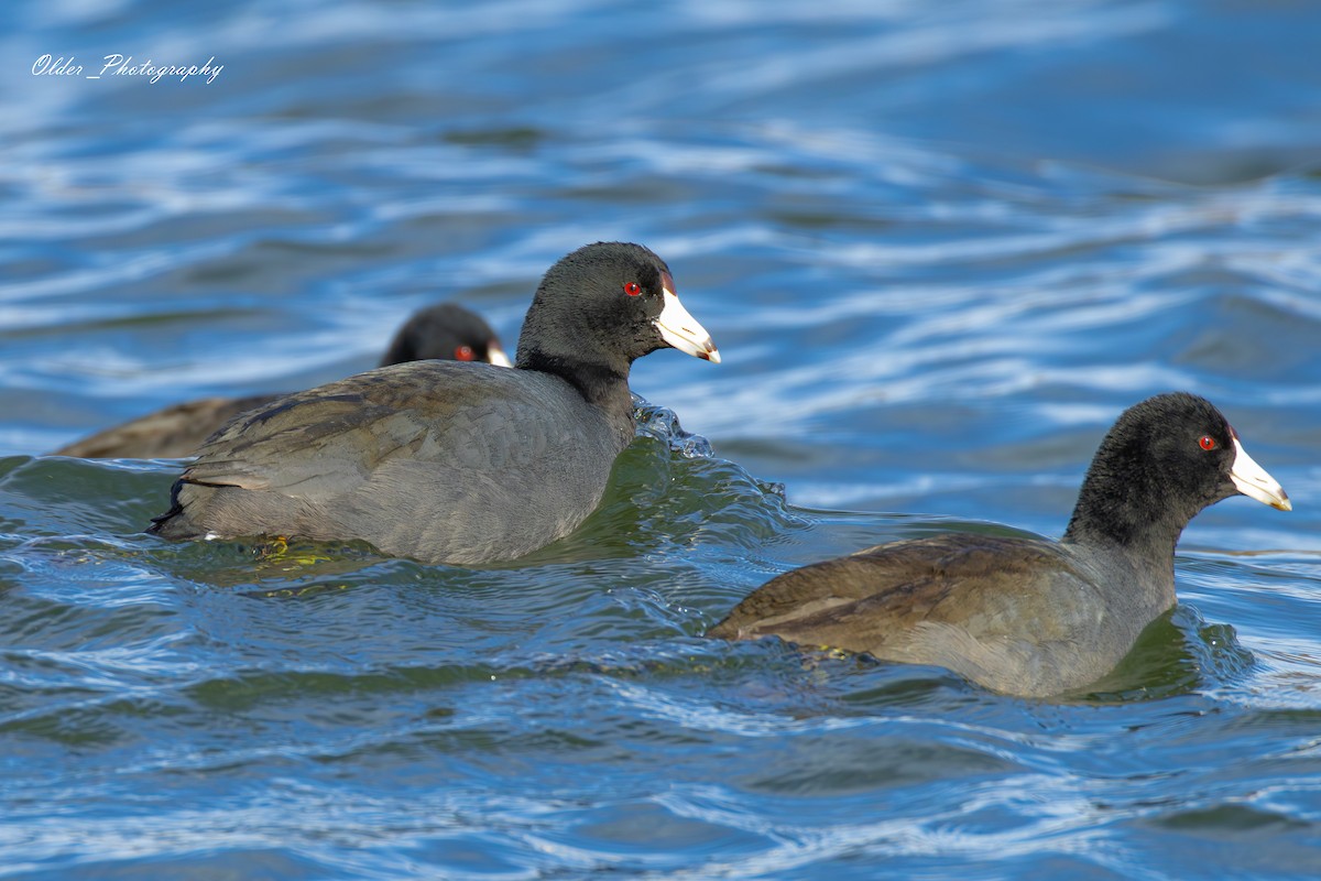 lyska americká - ML647296988