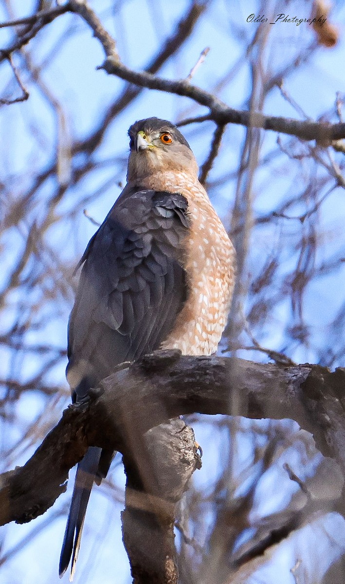 jestřáb americký - ML647297013