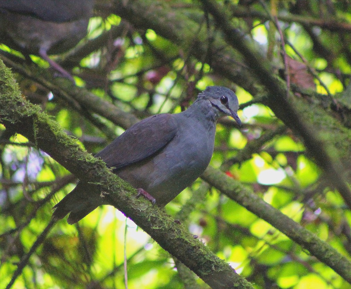 Paloma Perdiz de Lawrence - ML647297022