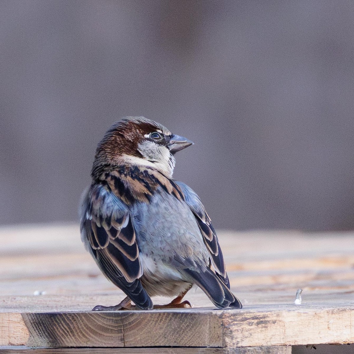 House Sparrow - ML647297040