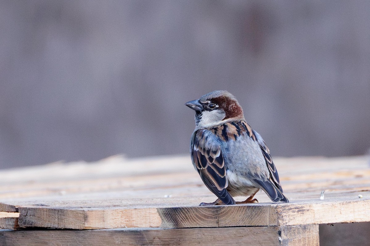 House Sparrow - ML647297041