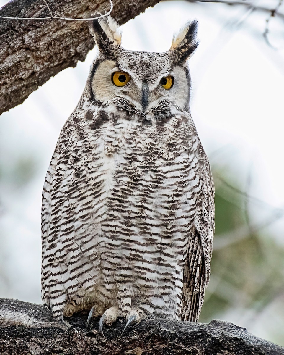 Great Horned Owl - ML647297042