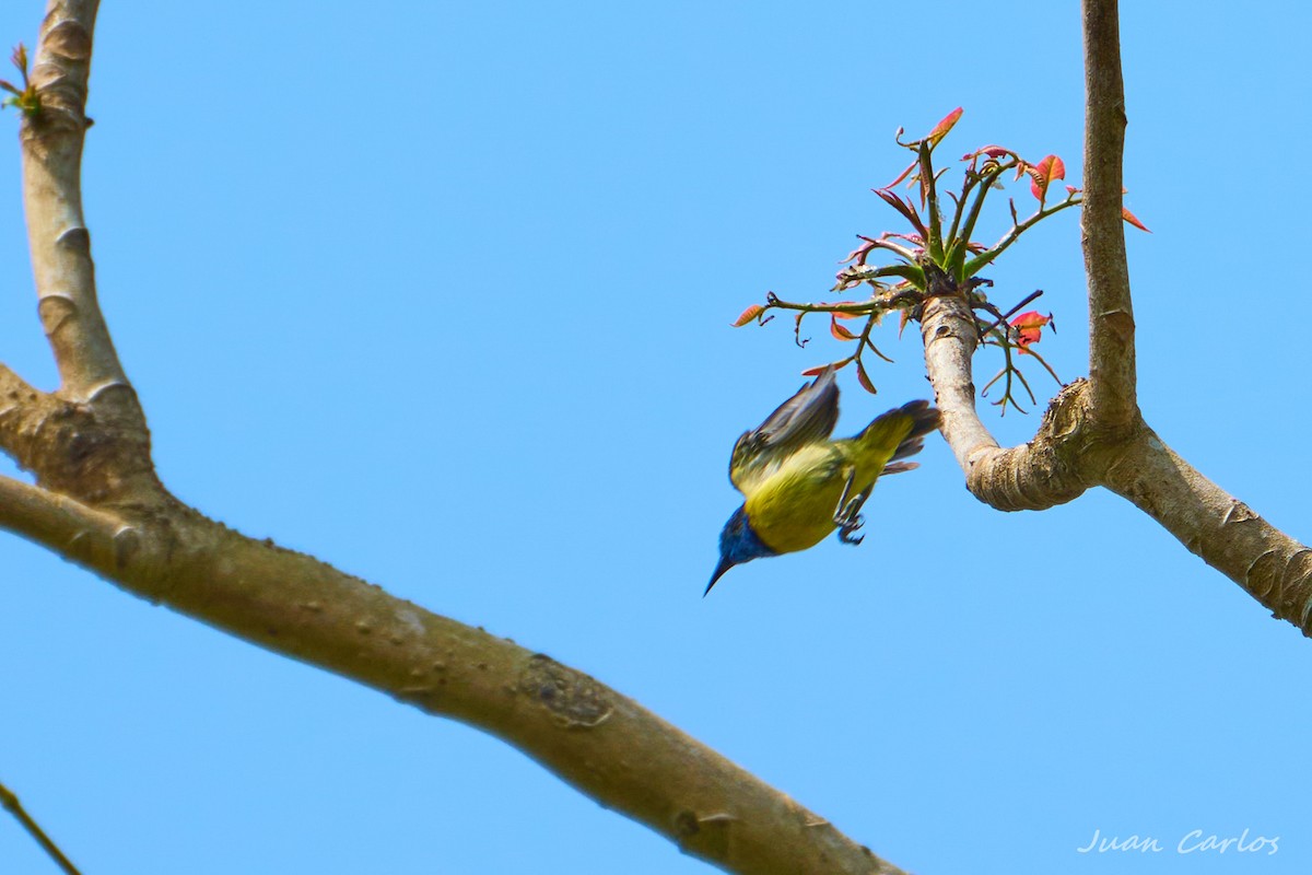 strdimil obojkový - ML647297045