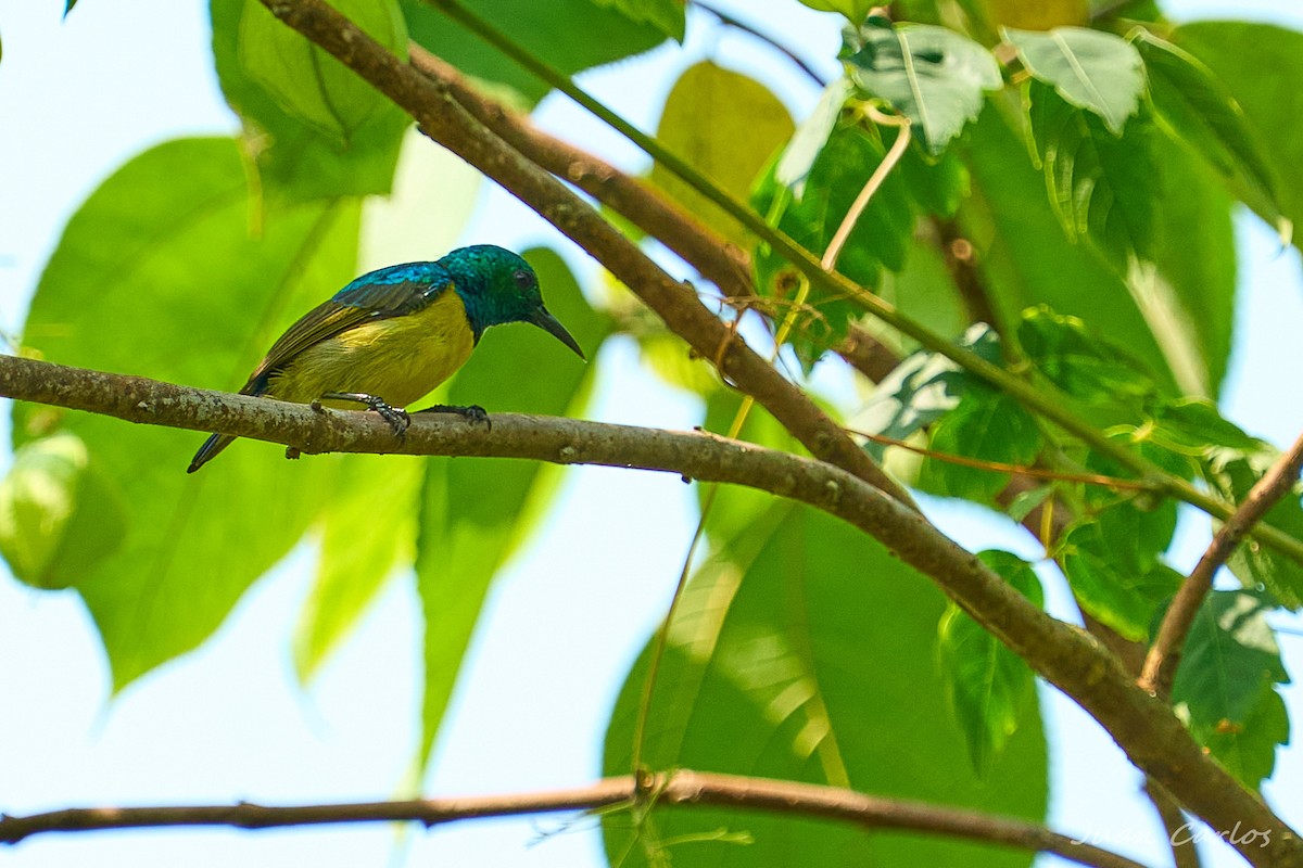 strdimil obojkový - ML647297046