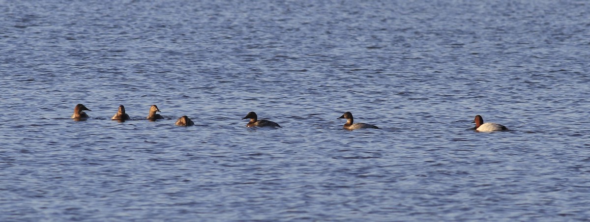 Canvasback - ML647297050