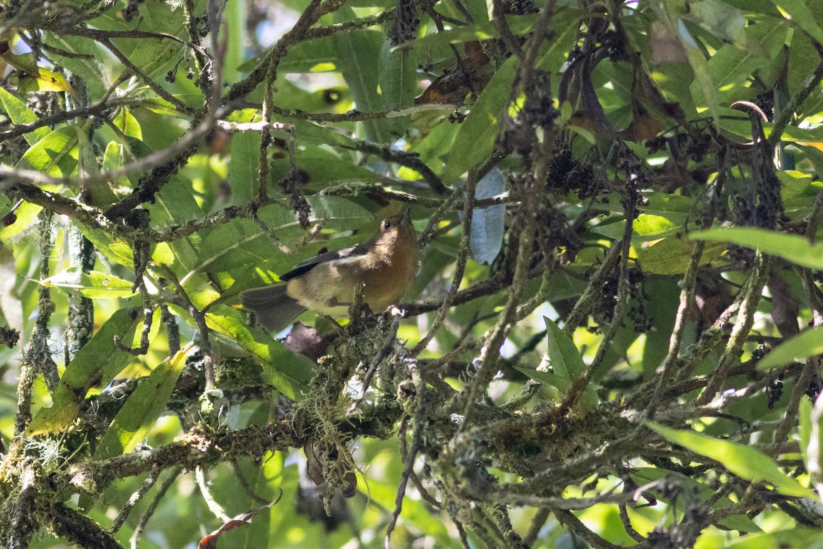 Pinchaflor Flanquiblanco - ML647297078