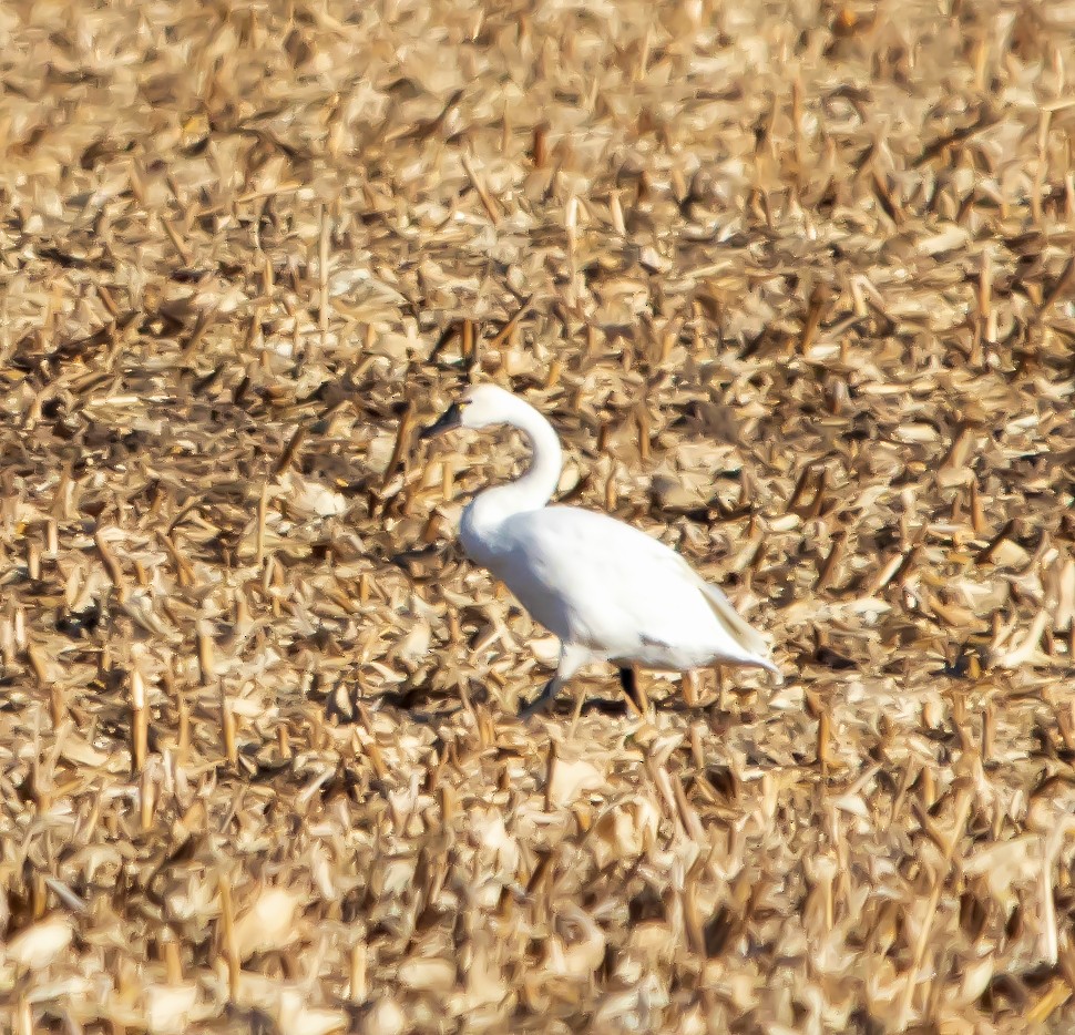 labuť malá - ML647297083