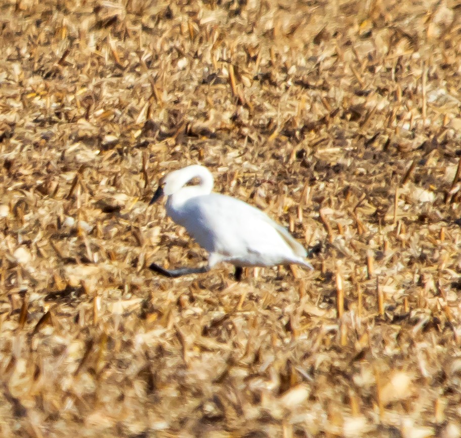 labuť malá - ML647297089