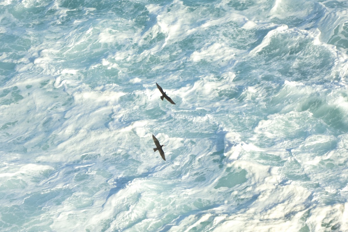 Sooty Oystercatcher (Orange-spectacled) - ML647297091