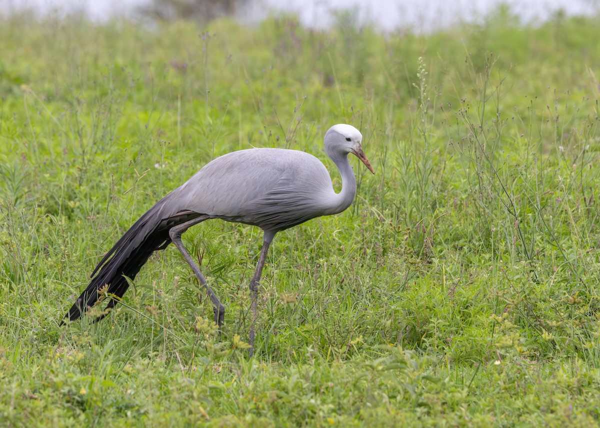 Blue Crane - ML647297092