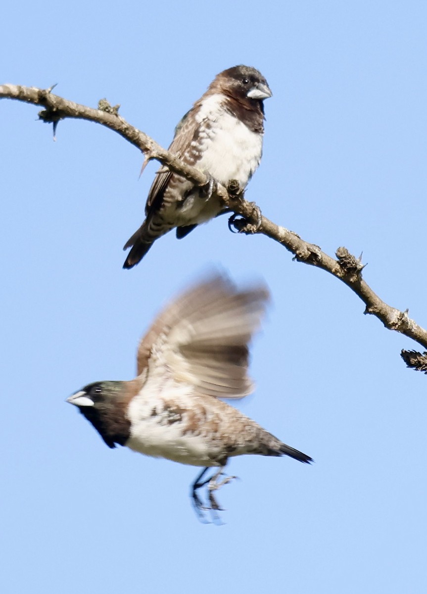 Bronze Mannikin - ML647297094