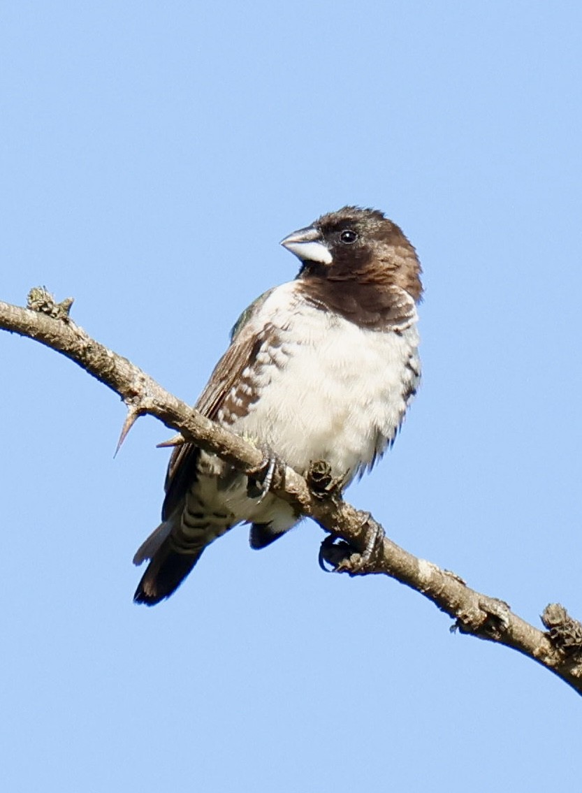 Bronze Mannikin - ML647297095