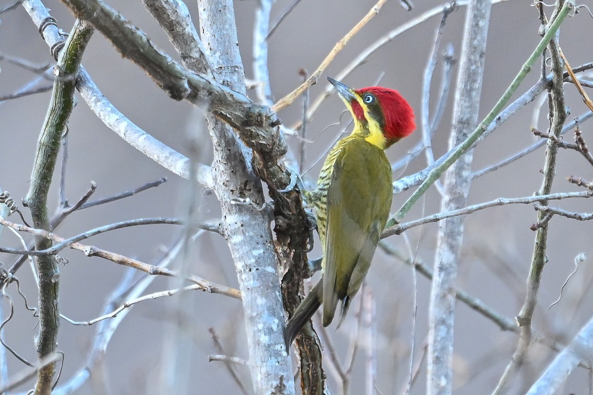 Golden-green Woodpecker - ML647297101