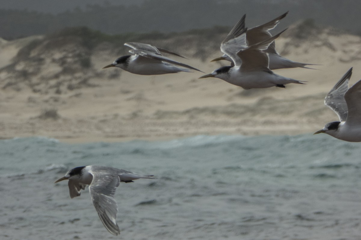 Great Crested Tern - ML647297105