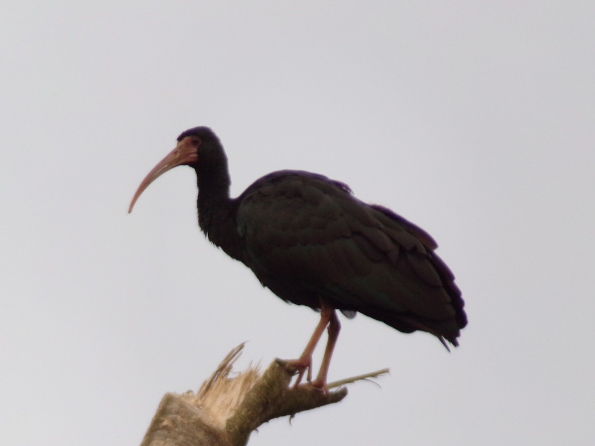 Bare-faced Ibis - ML647297107
