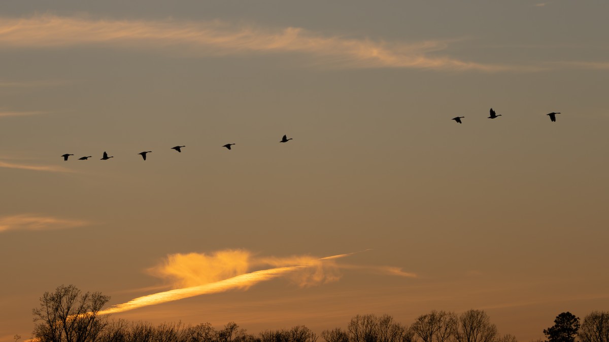 カナダガン - ML647297108