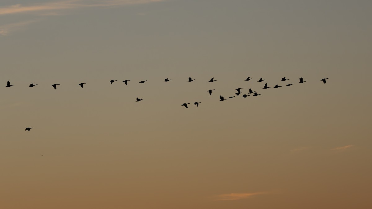 カナダガン - ML647297109