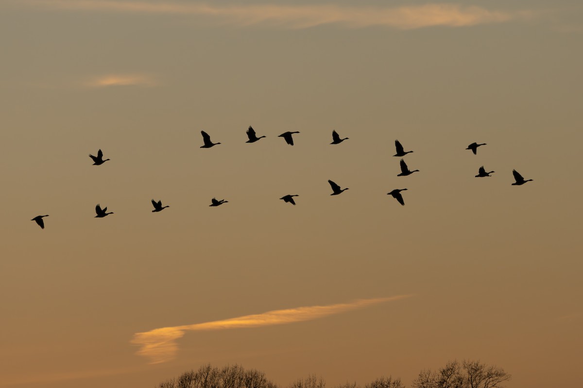 カナダガン - ML647297110