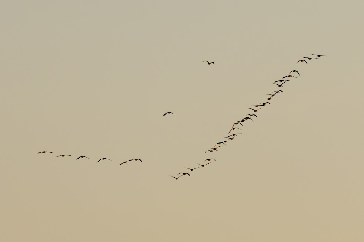 カナダガン - ML647297111