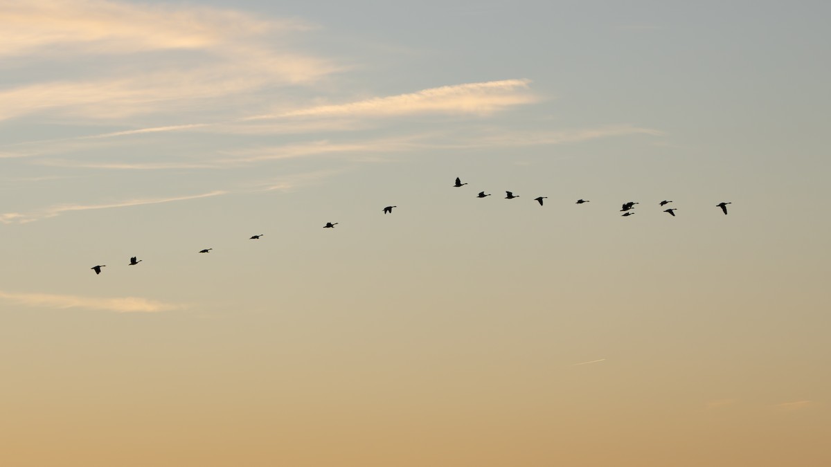 カナダガン - ML647297112