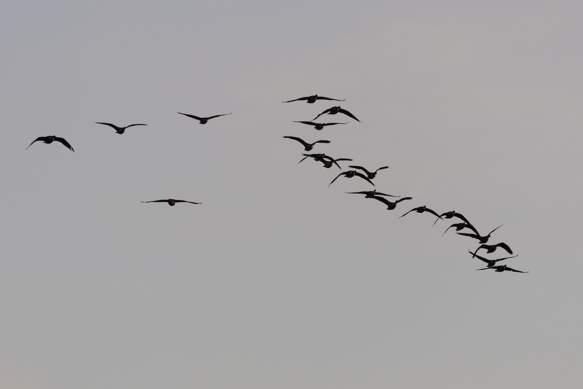 カナダガン - ML647297113