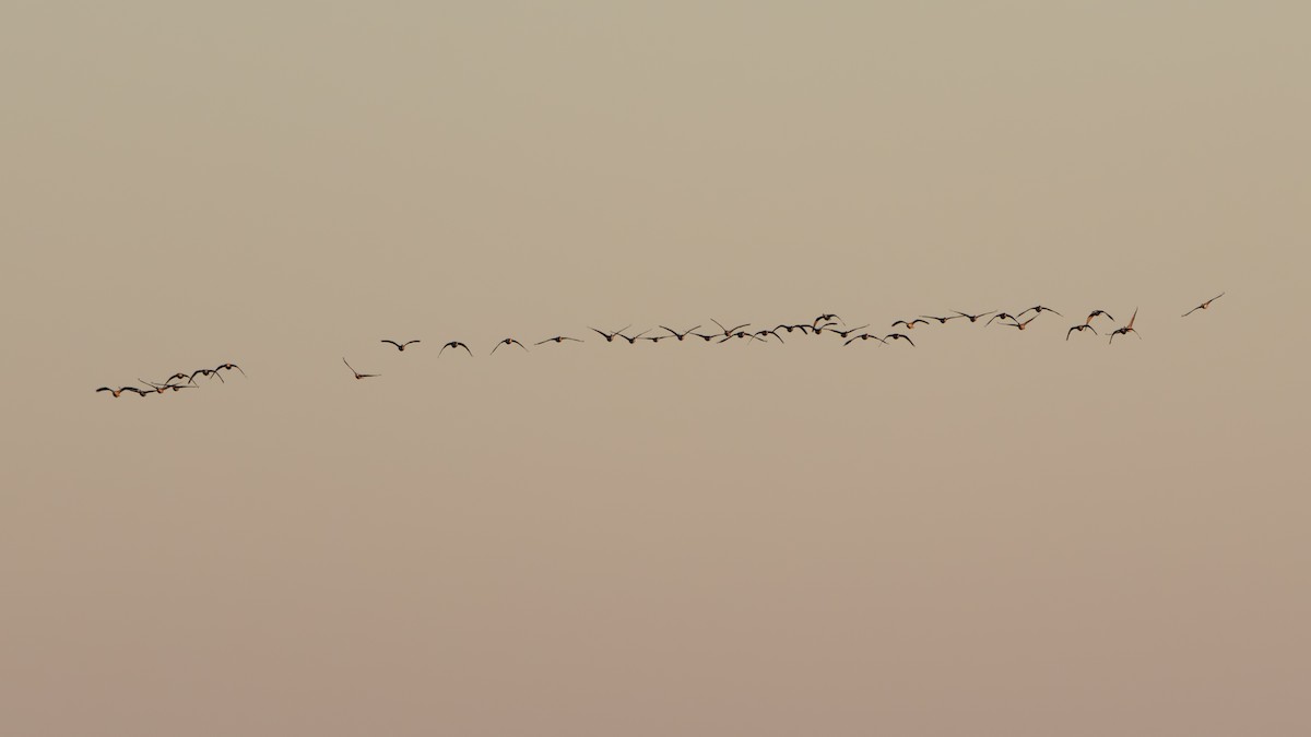 カナダガン - ML647297114