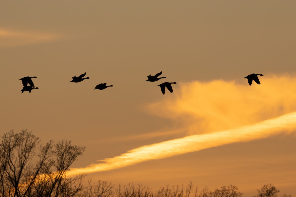 カナダガン - ML647297115