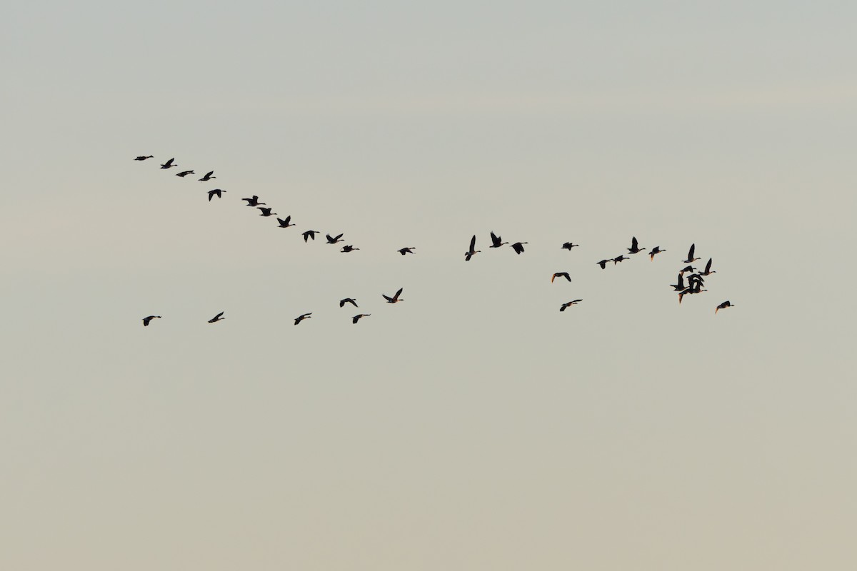 カナダガン - ML647297116