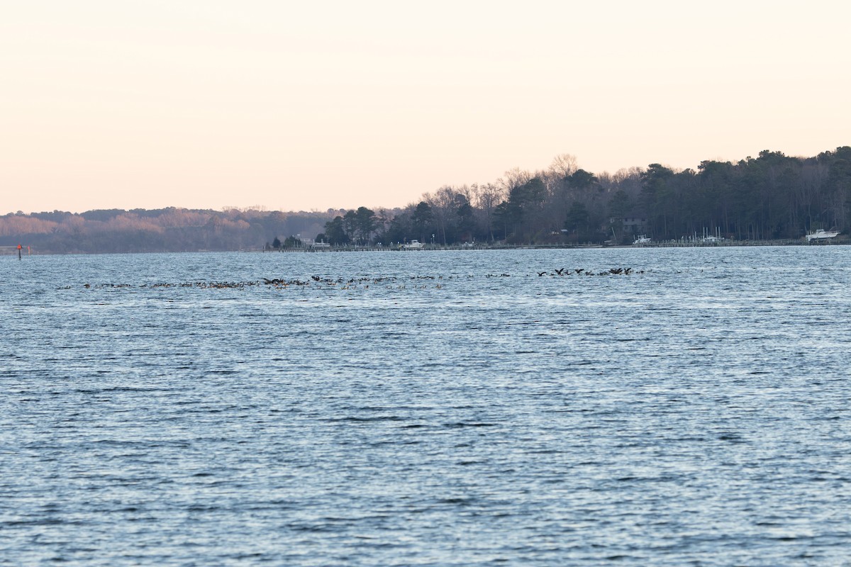 カナダガン - ML647297117