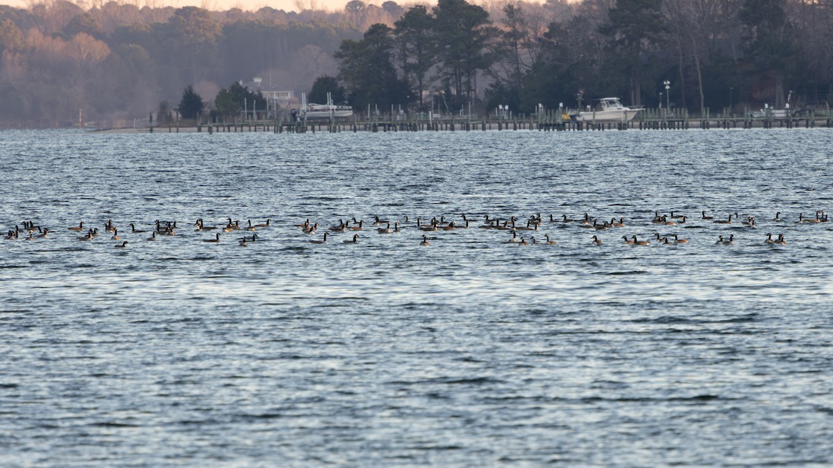 カナダガン - ML647297118