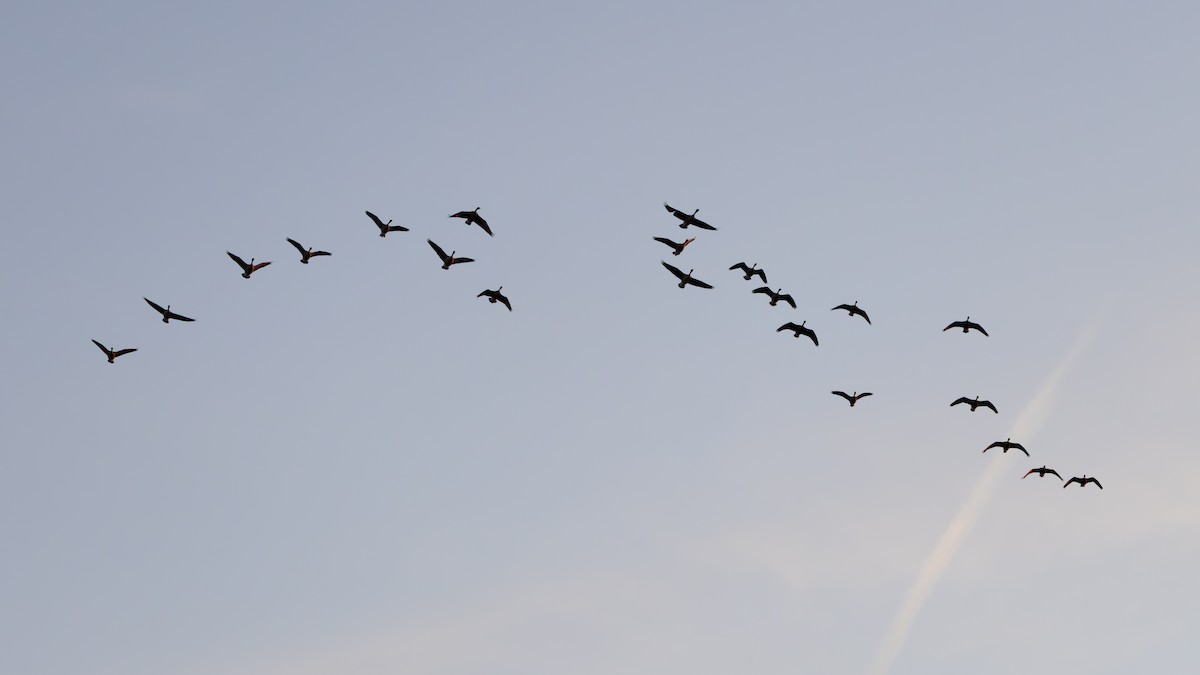 カナダガン - ML647297119